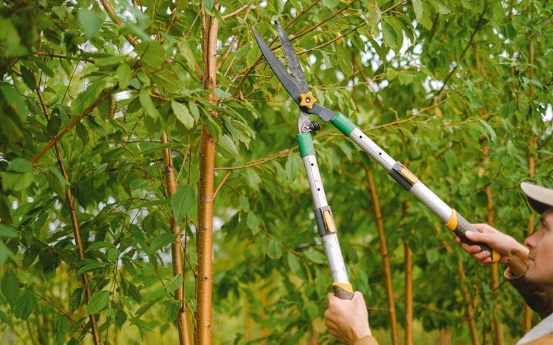 Tree trimming in Arbela, MO